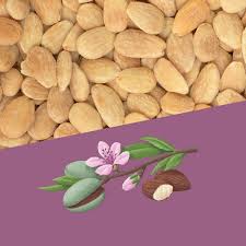 Almonds with leaves and blossom on purple background